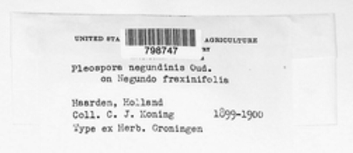 Pleospora negundinis image